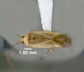 Media type: image;   Entomology 619499 Aspect: habitus dorsal view